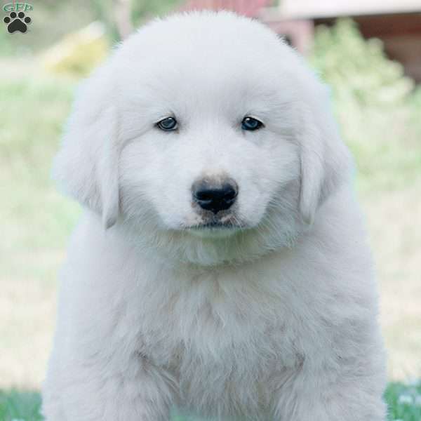 SERGEANT, Maremma Sheepdog Puppy